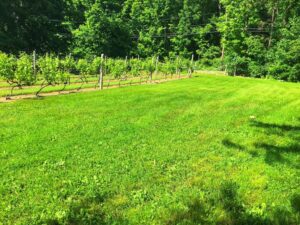 Vineyard ready for Yoga!