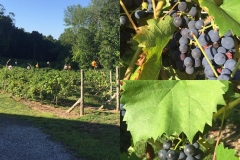 Morning in the vines