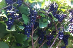 Grapes on the vines