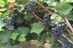In the vineyard