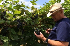 Jim inspecting the grapes