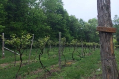 Saint Croix vines