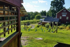 Summer in the vineyard