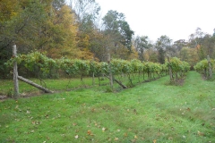 Summer vines