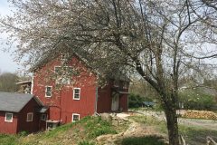 tree-bloom-scaled