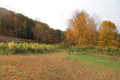 Fall in the vineyard
